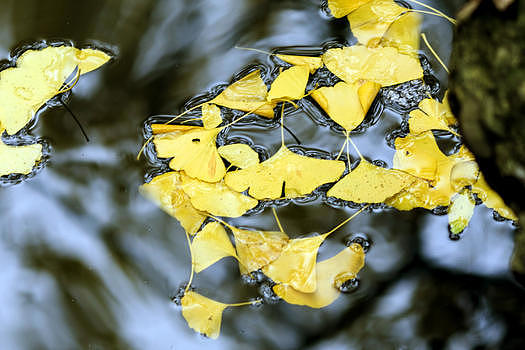 秋雨下的落叶图片素材免费下载
