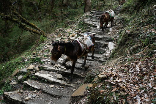 尼泊尔喜马拉雅山拉货的骡子图片素材免费下载