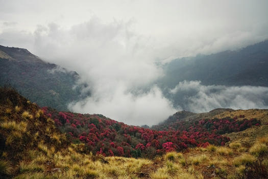 尼泊尔喜马拉雅山杜鹃花图片素材免费下载