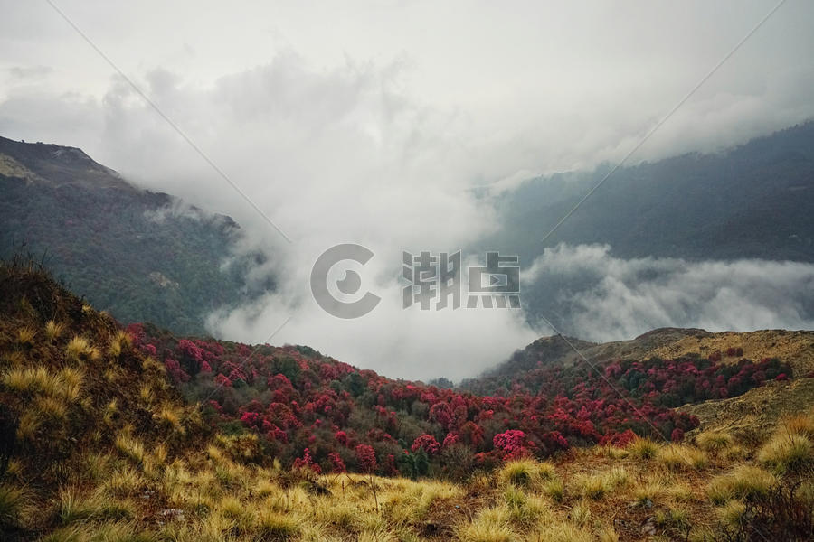 尼泊尔喜马拉雅山杜鹃花图片素材免费下载