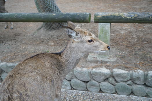 日本奈良小鹿图片素材免费下载