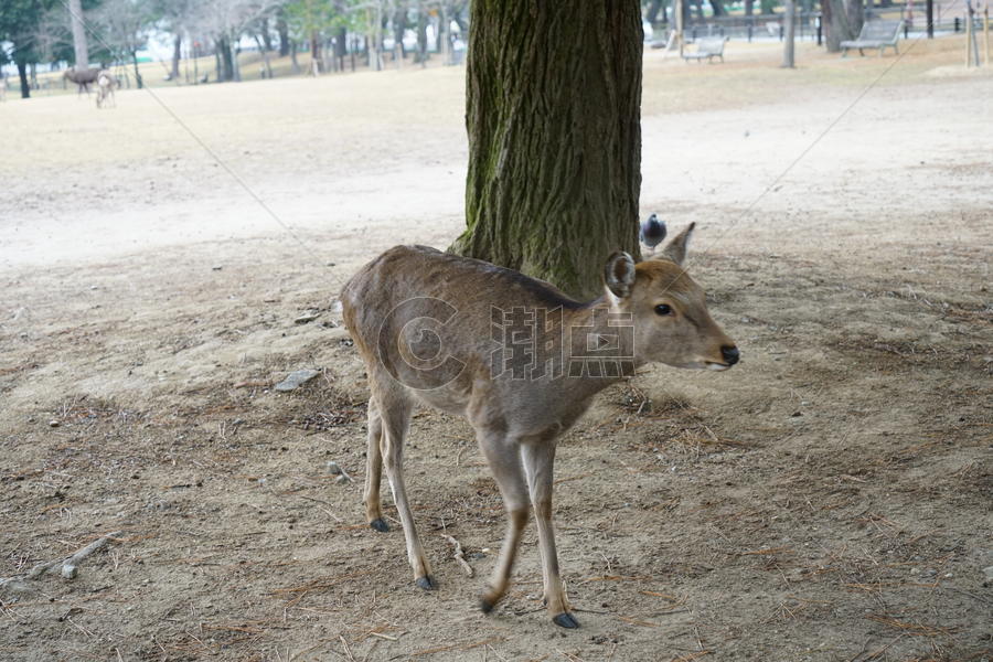 日本奈良小鹿图片素材免费下载