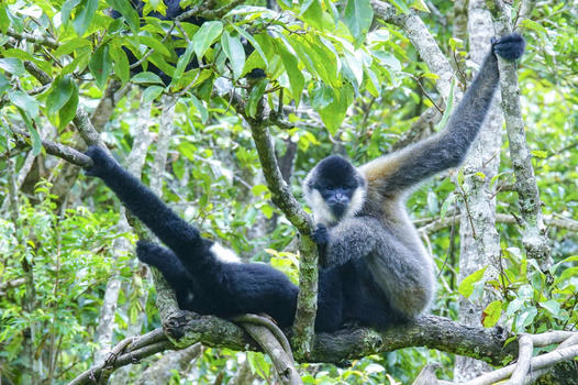 野生动物长臂猿图片素材免费下载