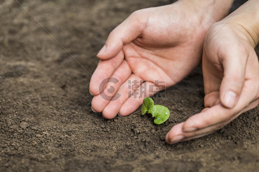双手呵护泥土里的嫩芽小草图片素材免费下载