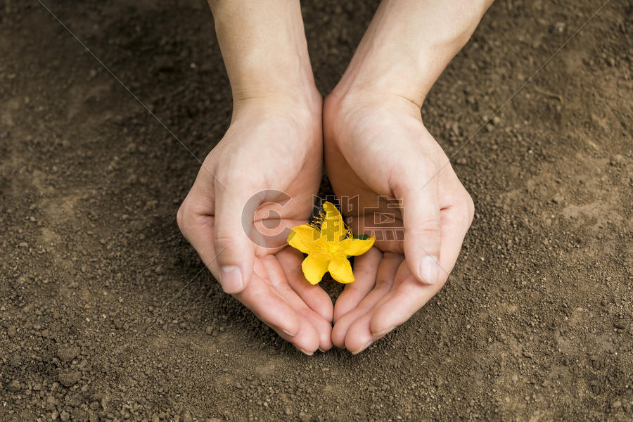 双手呵护泥土里的黄花图片素材免费下载