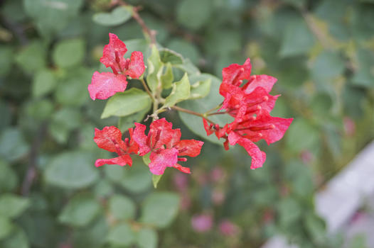 初秋的蔷薇图片素材免费下载