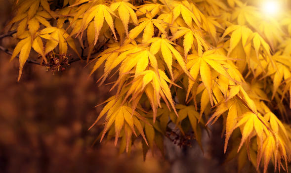 秋天树叶图片素材免费下载