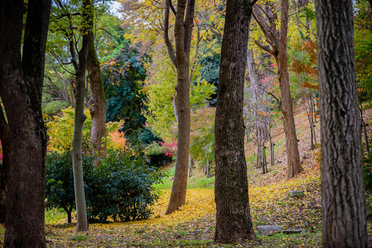 日本大阪城秋景图片素材免费下载