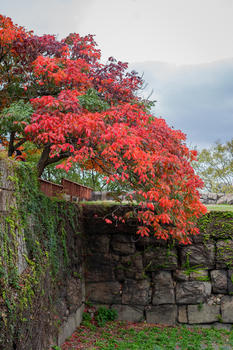 日本秋景红叶图片素材免费下载