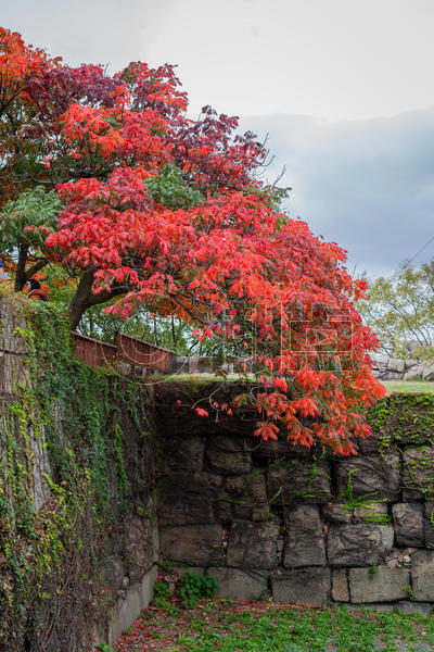 日本秋景红叶图片素材免费下载