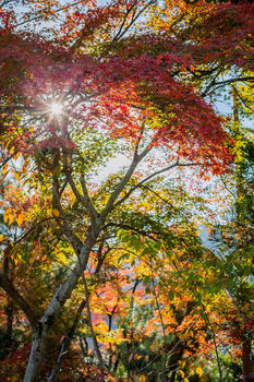 红枫树林图片素材免费下载
