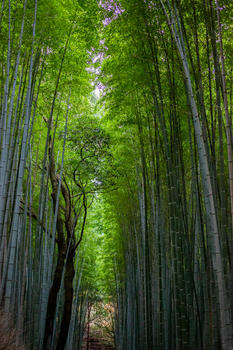 日本竹林图片素材免费下载