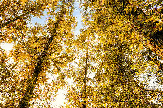 秋天的蓝天下的树图片素材免费下载