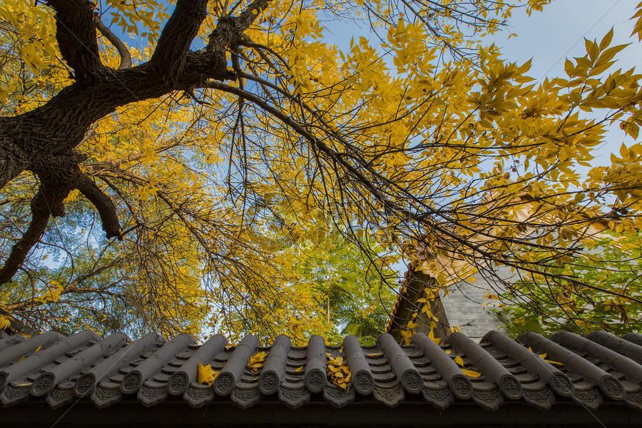 秋色的北京胡同图片素材免费下载