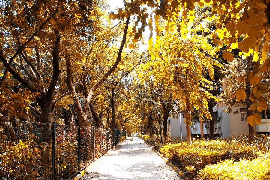 秋天金黄色的道路树叶图片素材免费下载