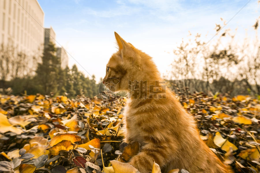 秋天玩耍的猫图片素材免费下载
