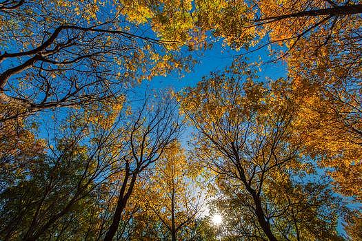 秋色的树林图片素材免费下载