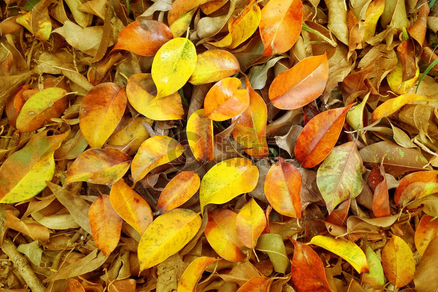 秋天的落叶飘落满地金色的树叶纹理图片素材免费下载