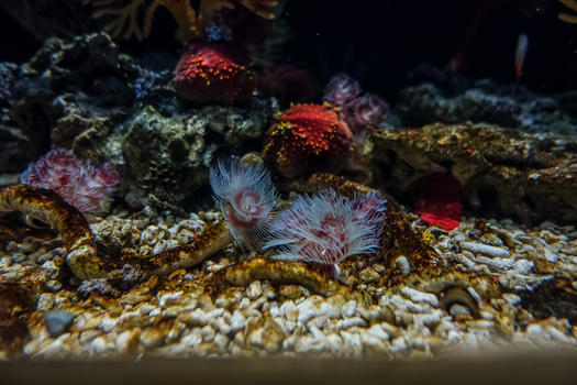 南昌万达海洋乐园水族馆水母图片素材免费下载