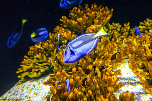 南昌万达海洋乐园水族馆热带鱼图片素材免费下载