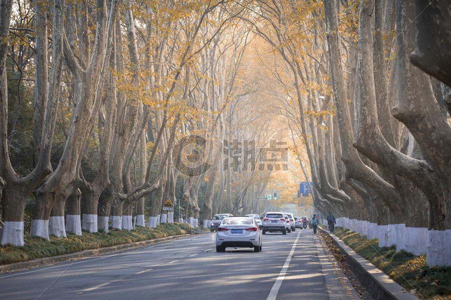 南京的梧桐树图片素材免费下载