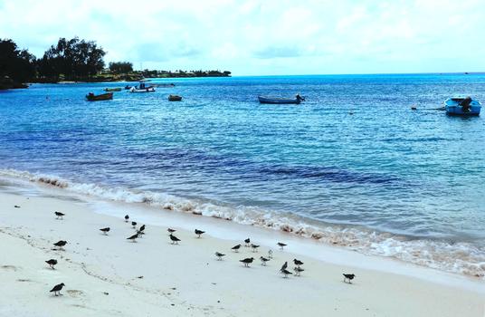 巴巴多斯海滩海鸟海风海韵图片素材免费下载