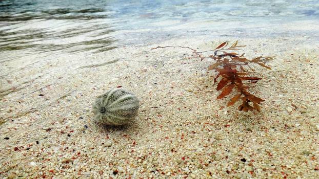 巴巴多斯海胆贝壳和海草漂浮图片素材免费下载
