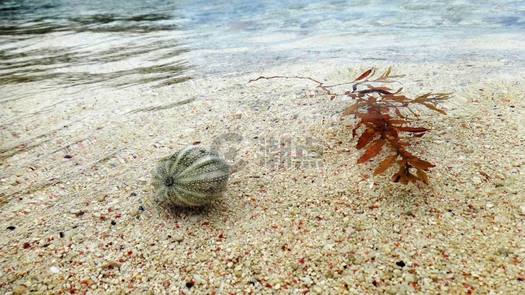 巴巴多斯海胆贝壳和海草漂浮图片素材免费下载