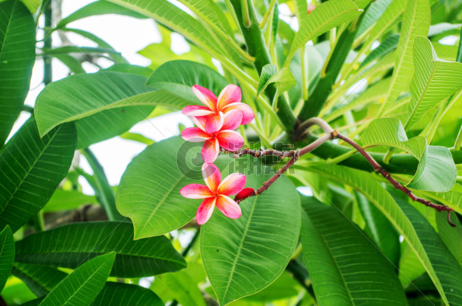 越南芽庄秋天热带植物图片素材免费下载