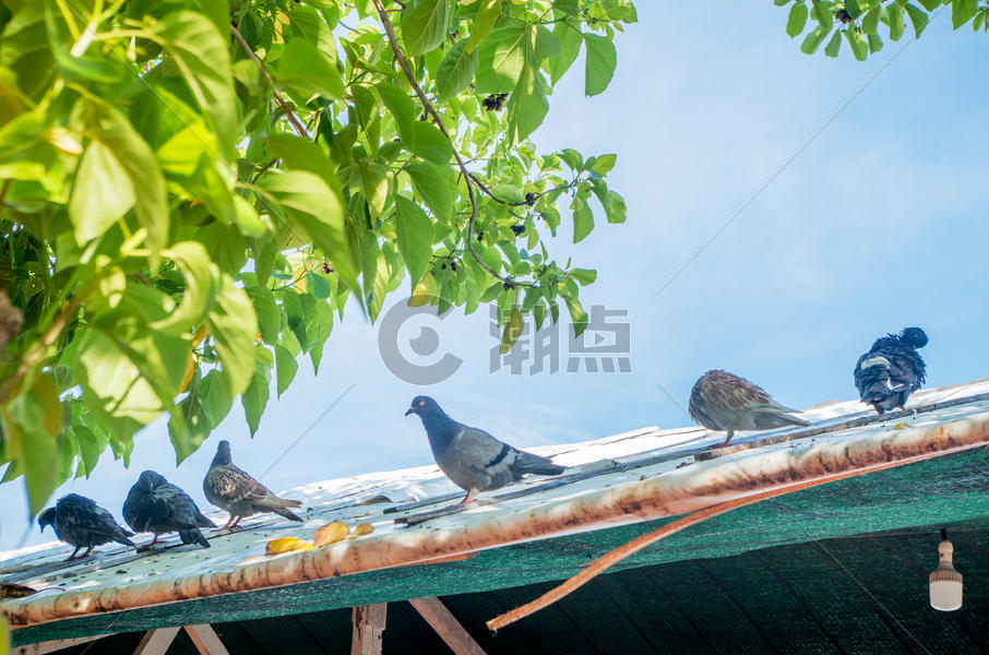 芽庄珍珠岛的鸽子图片素材免费下载