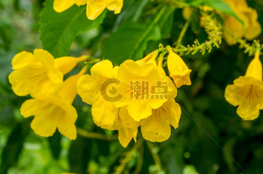 越南芽庄秋天热带植物图片素材免费下载