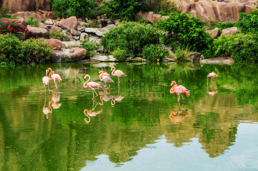 越南芽庄珍珠岛的火烈鸟图片素材免费下载