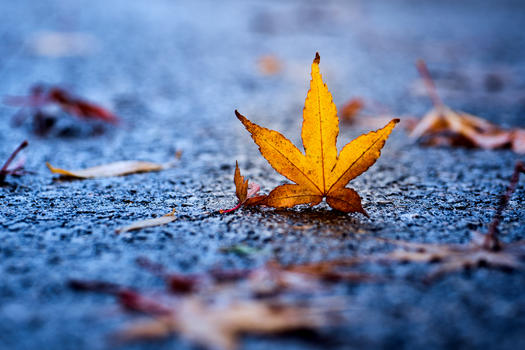 秋日里的树叶图片素材免费下载