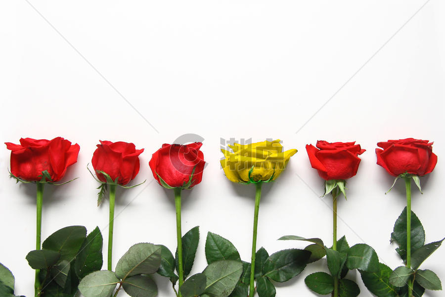 特别颜色的玫瑰花图片素材免费下载