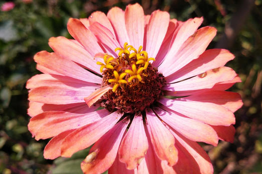 秋天花园里枯萎的菊花花朵图片素材免费下载