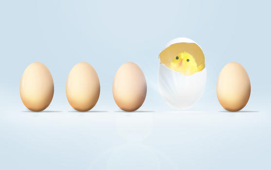鸡蛋孵出小鸡图片素材免费下载