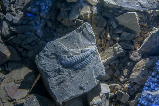 澄江帽天山古生物化石图片素材免费下载