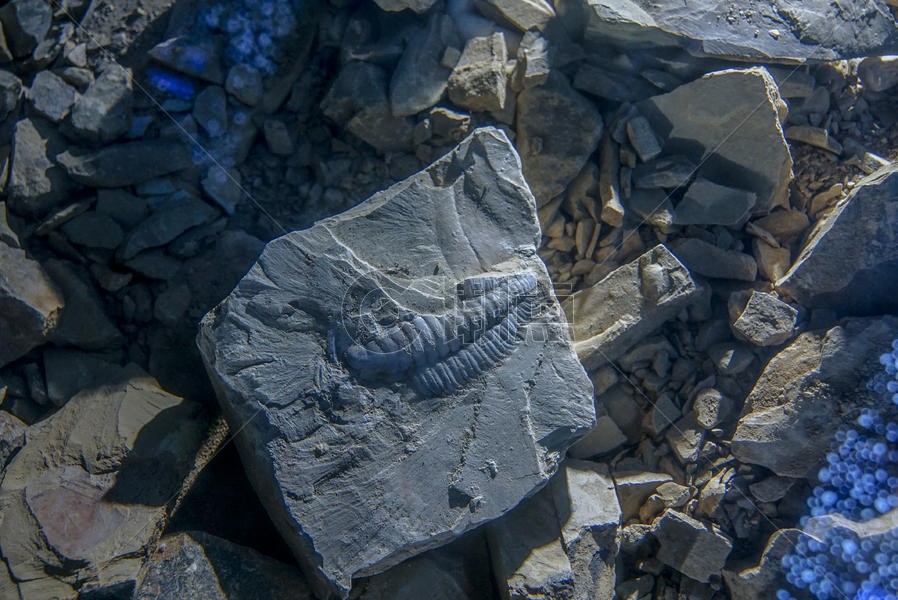 澄江帽天山古生物化石图片素材免费下载