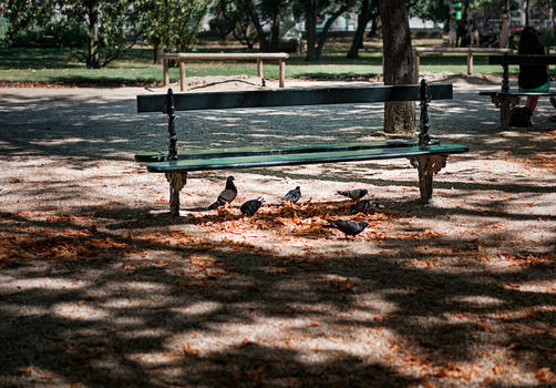 法国海德堡公园长椅落叶鸽子图片素材免费下载