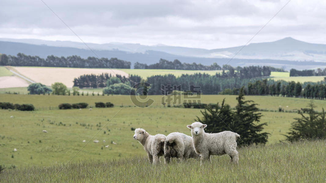 新西兰北岛绵羊图片素材免费下载