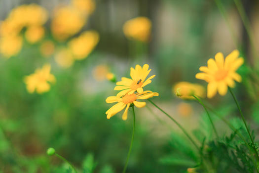 黄金菊与蜜蜂图片素材免费下载