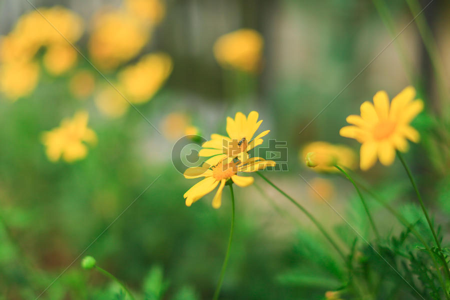 黄金菊与蜜蜂图片素材免费下载