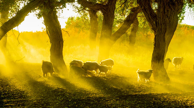 夕阳下的胡杨林里的羊群图片素材免费下载