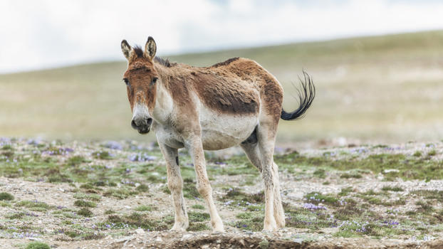 西藏无人区野驴图片素材免费下载