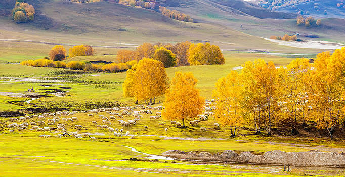 秋季草原上的羊群图片素材免费下载