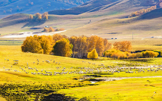 秋季草原上的羊群图片素材免费下载