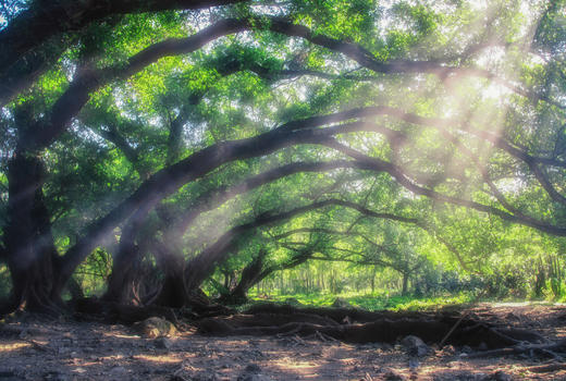 杨家溪清晨阳光下的大榕树图片素材免费下载