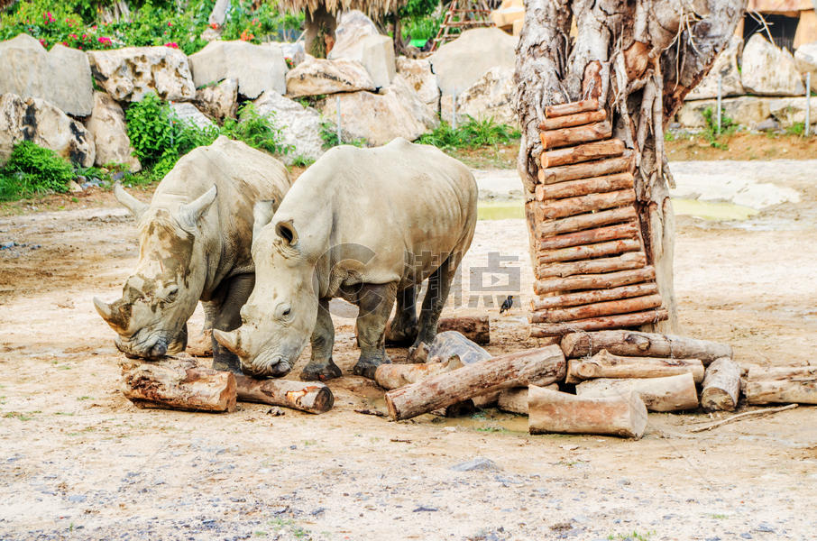 芽庄珍珠岛游乐园的犀牛图片素材免费下载