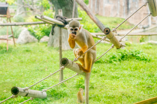 芽庄珍珠岛游乐园的猴子图片素材免费下载