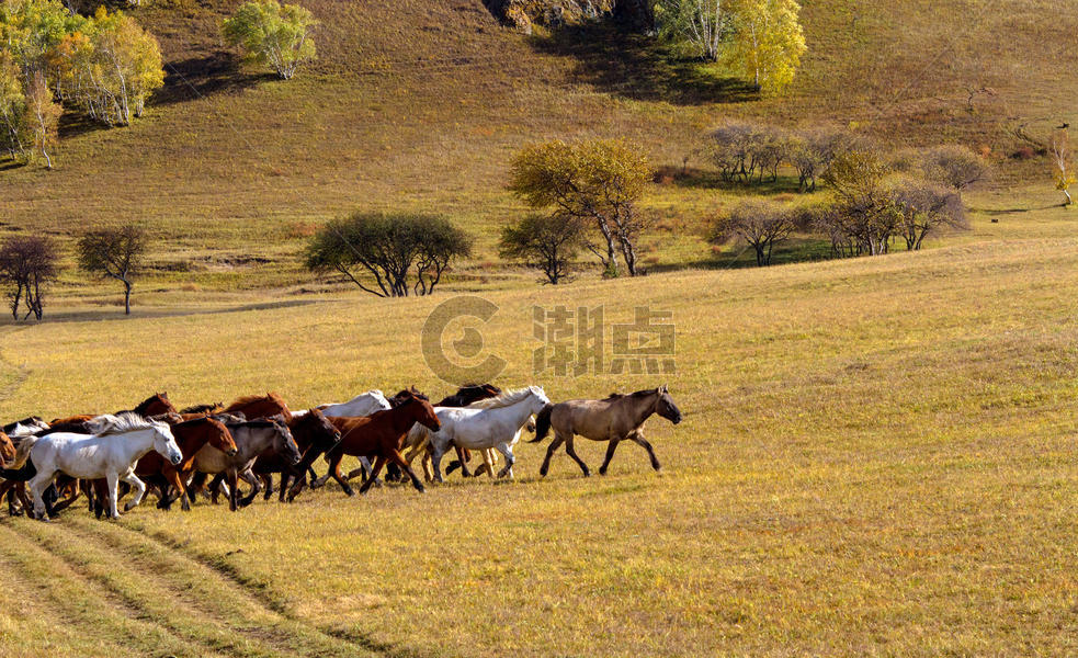 内蒙古自治区乌兰布统景区群马秋色图片素材免费下载